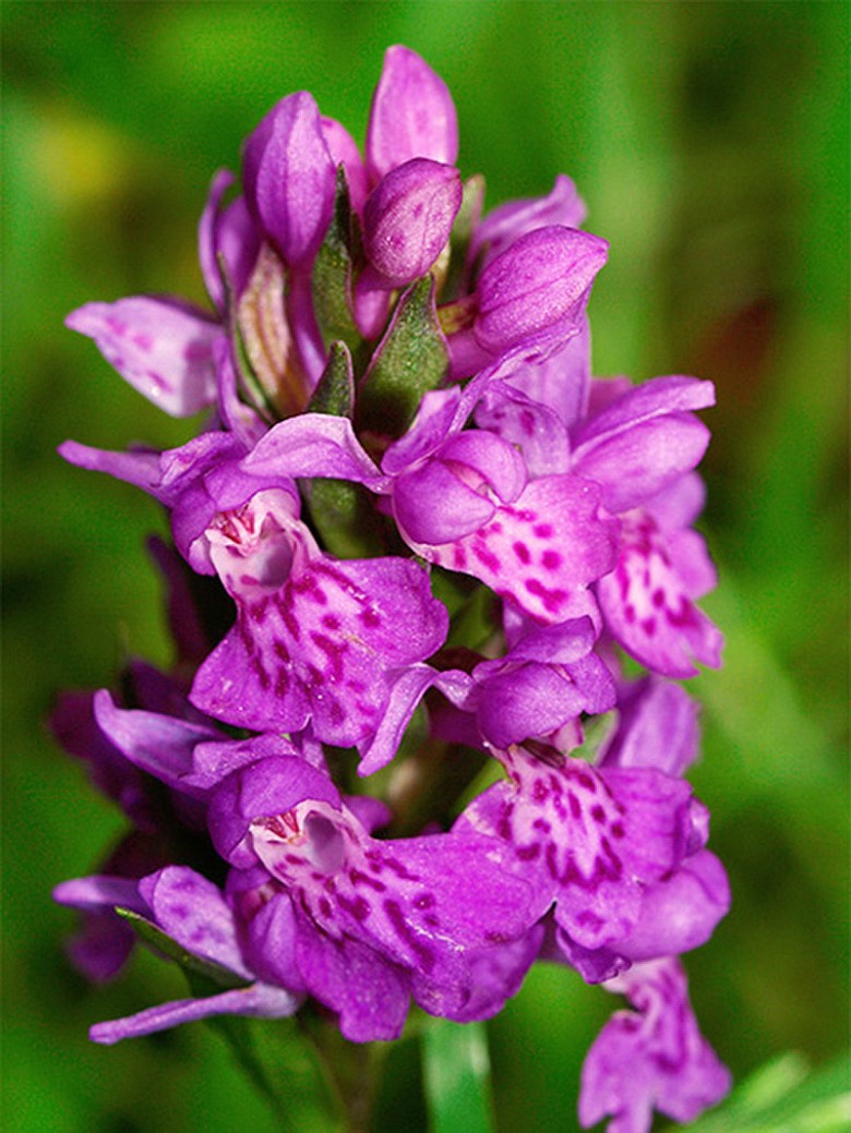 Wild Orchids | Carole Bamford