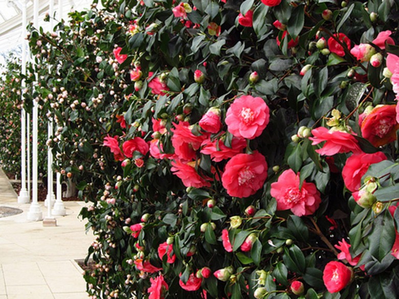 Camellia Festival 2014 | Carole Bamford