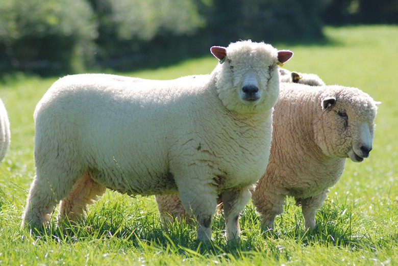 Ryeland Sheep | Carole Bamford